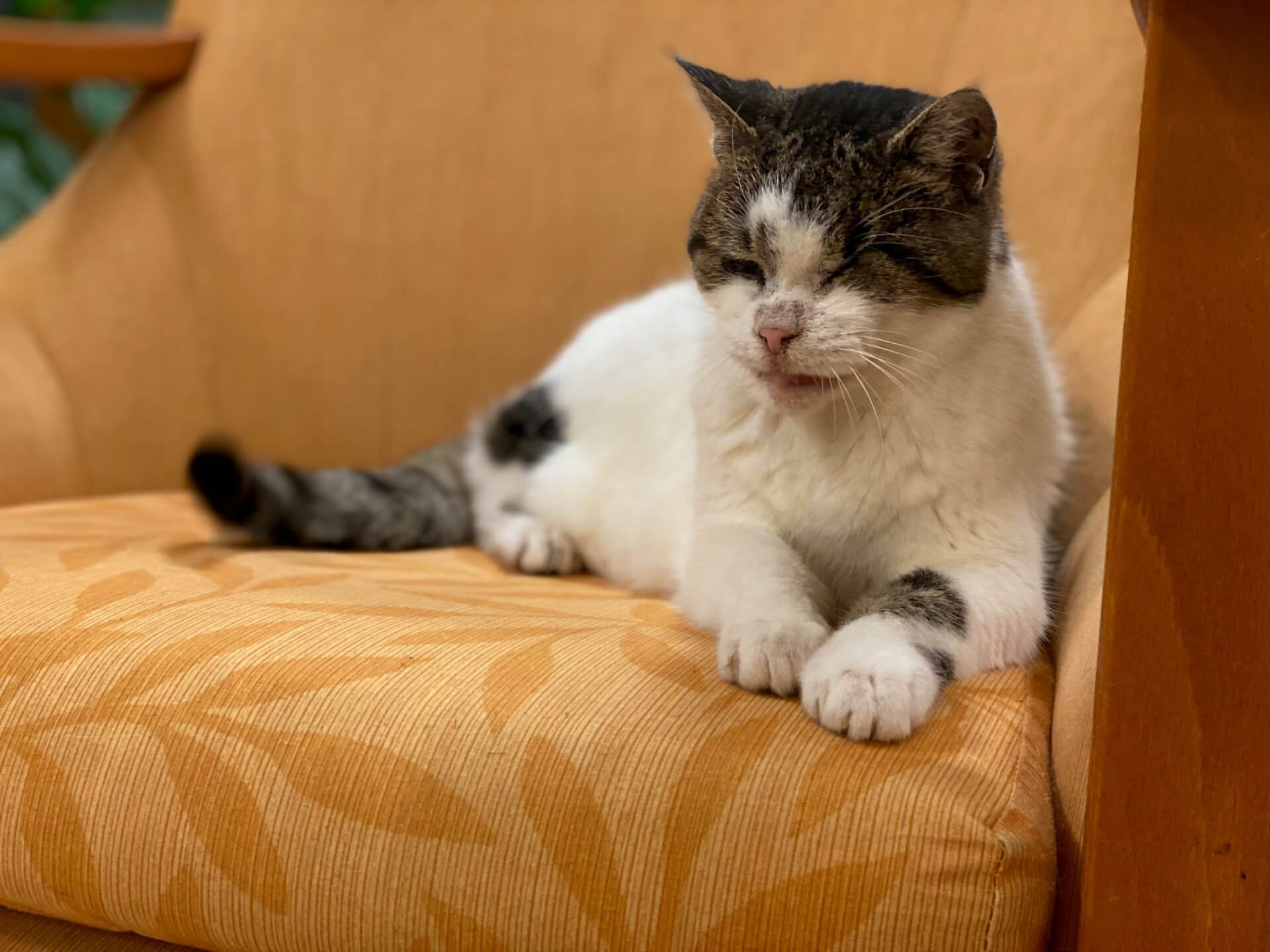Porträt der Katze "Lieschen"